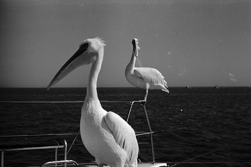 Pelicans. Walvis Bay.