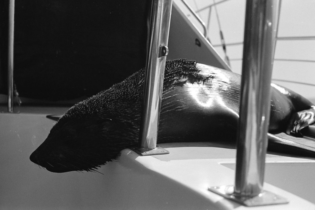 Seal. Walvis Bay.