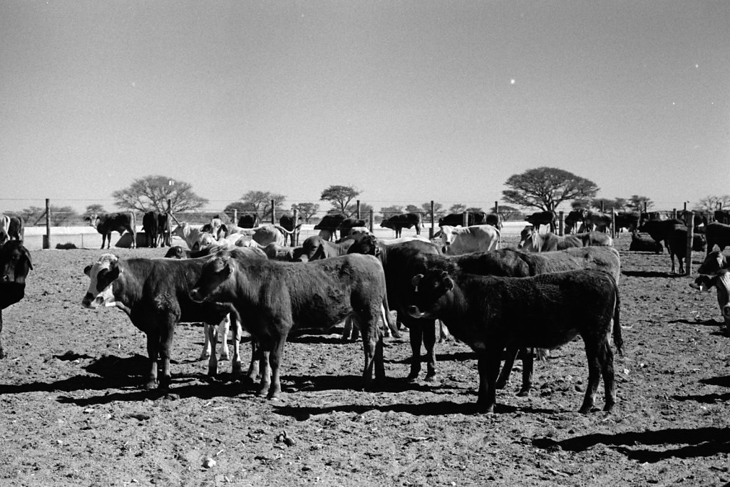 Cattle. Gobabis.