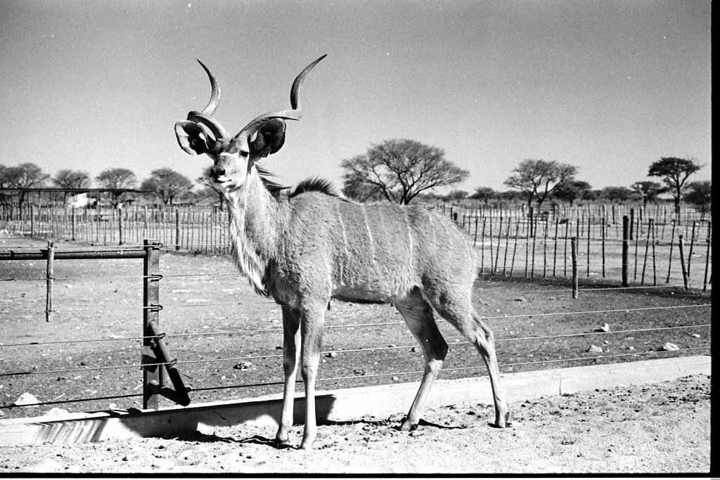 The Friendly Kudu. Gobabis.
